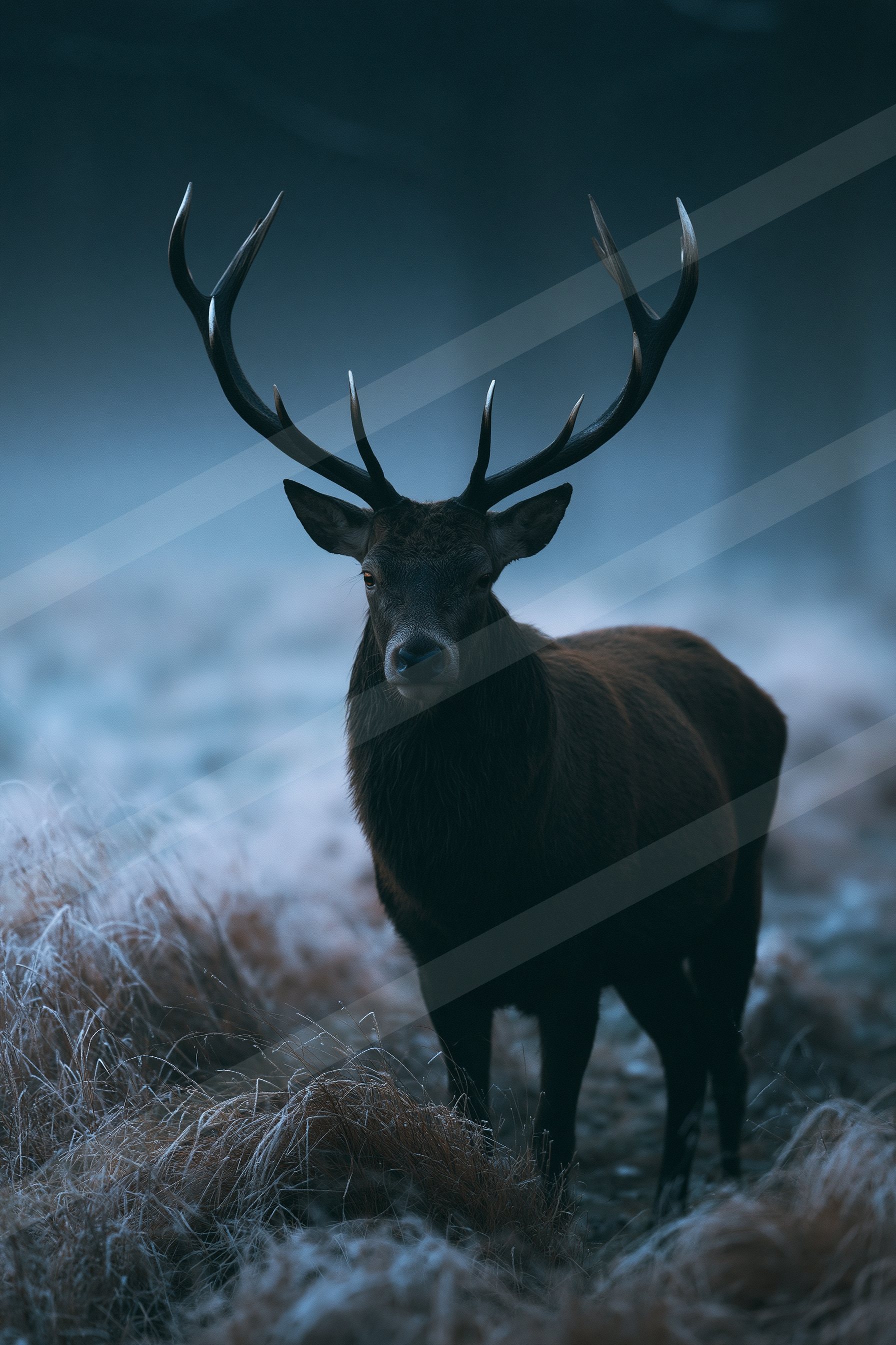 A powerful stag with large antlers stands alert in a misty forest, surrounded by frost-covered grasses.