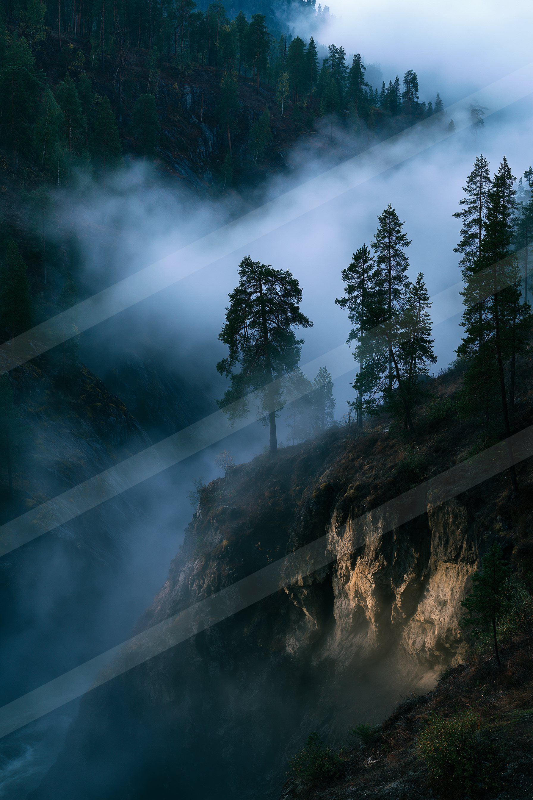 A mysterious high contrast nature scene of a forest, fog.