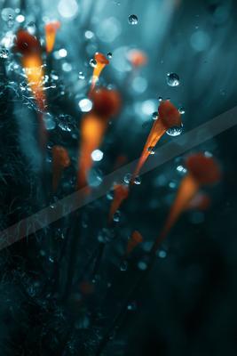 A moody macro nature scene of flowers.
