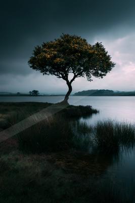 A serene nature scene of trees, lake.