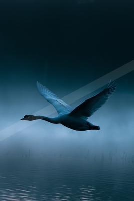 A moody wildlife photo of bird.