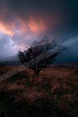 A dramatic nature scene of trees, fog.