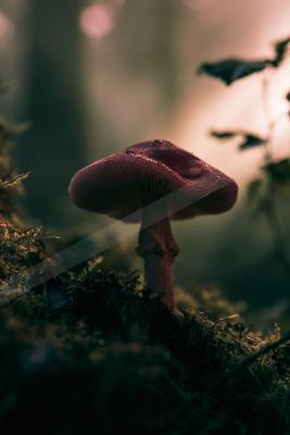 A moody nature scene of forest.