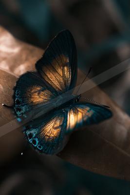 A golden hour macro wildlife photo of wildlife.