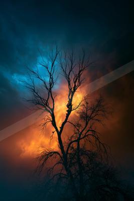 A dramatic nature scene of trees, sunrise, storm.