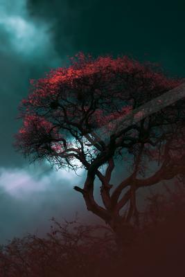 A night nature scene of trees, fog.