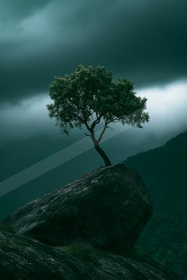 A dramatic nature scene of trees, fog.