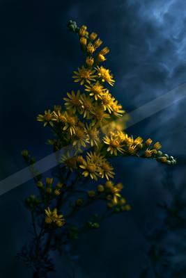 A black-toned moody photograph of church, daisy, bee.