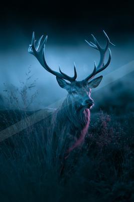 A moody wildlife photo of deer.