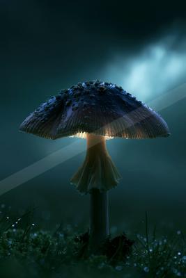 A black-toned moody photograph of mushroom, agaric, bolete.
