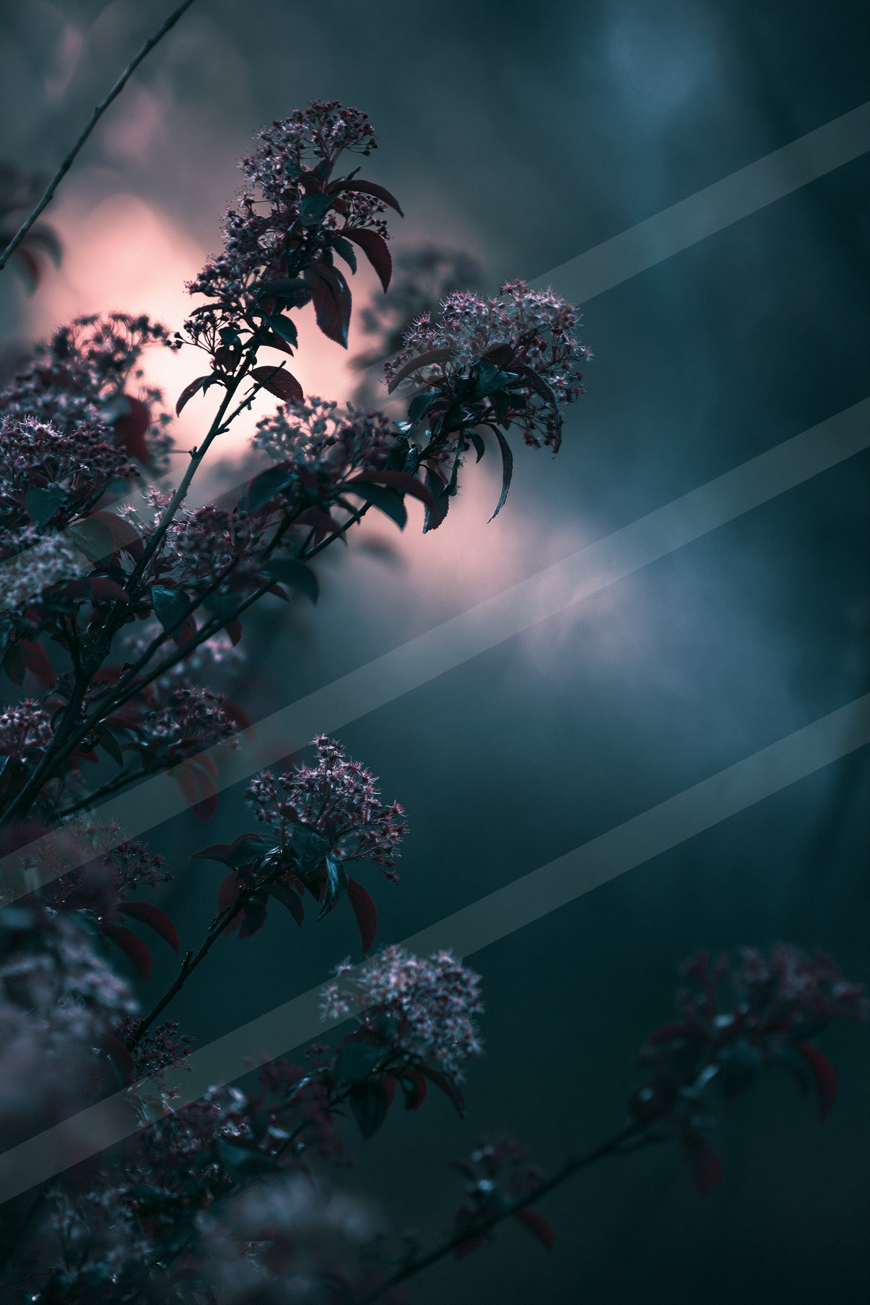 Delicate flowers bloom against a moody twilight sky with soft light and misty clouds.