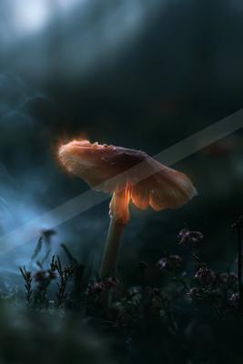 A moody wildlife photo of wildlife, flowers, still life.