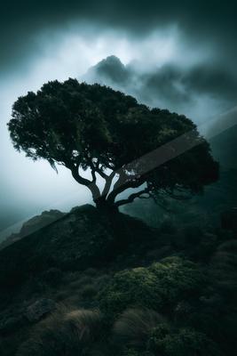 A moody nature scene of trees.