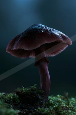 A moody wildlife photo of wildlife.