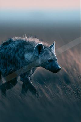 A black-toned moody photograph of hyena, african hunting dog, warthog.