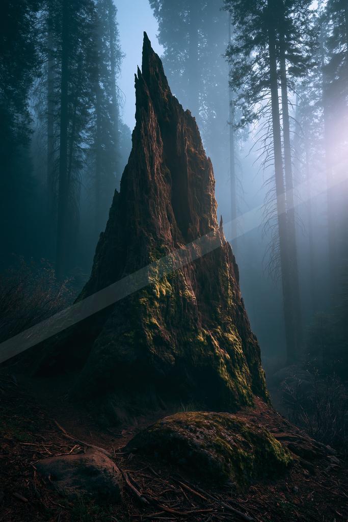 A dramatic nature scene of forest, fog.