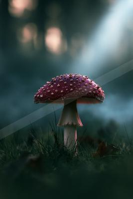 A moody nature scene of forest, still life, field.