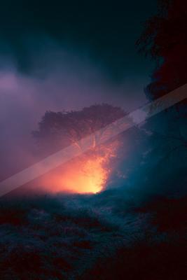 A moody nature scene of trees.