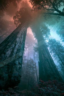 A moody nature scene of forest, trees.