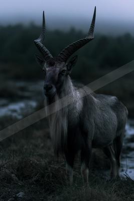 A majestic Siberian ibex with large curved horns and a long beard stands alert in a misty, grassy mountain environment.