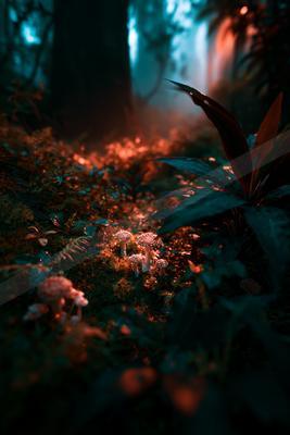 A night nature scene of plants, flowers, forest.