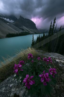 A night sky scene of storm, flowers, mountains.
