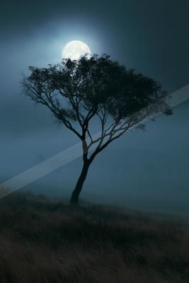 A night nature scene of trees, fog.