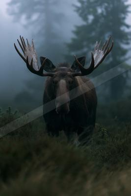 A moody wildlife photo of wildlife.