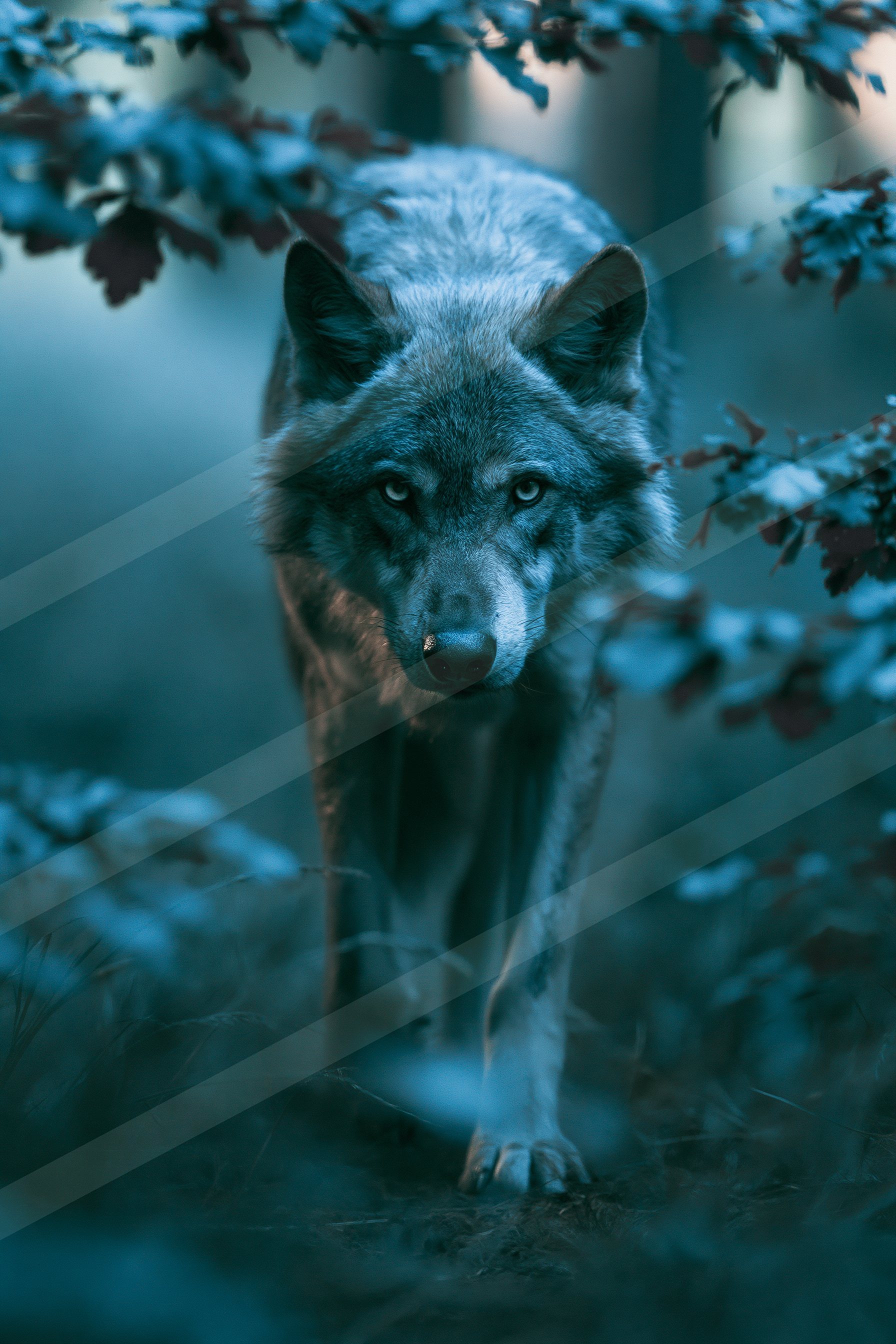 Timber wolf.