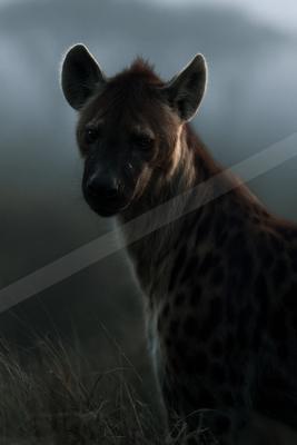 A black-and-white moody wildlife photo of wildlife.