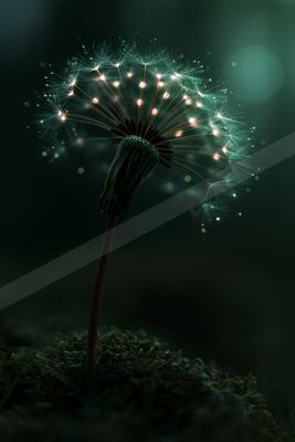 A moody macro nature scene of flowers.