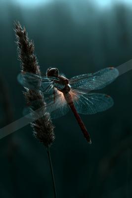 A moody wildlife photo of wildlife, flowers, bird.