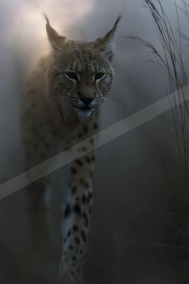 A black-and-white moody wildlife photo of wildlife.