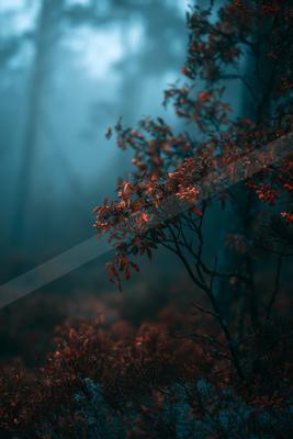 A serene nature scene of forest, trees, plants.