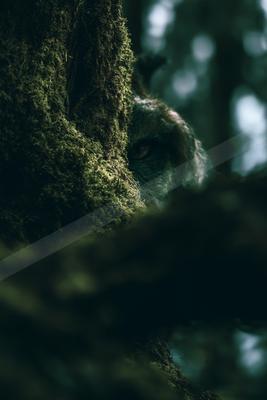 A moody nature scene of forest, trees.