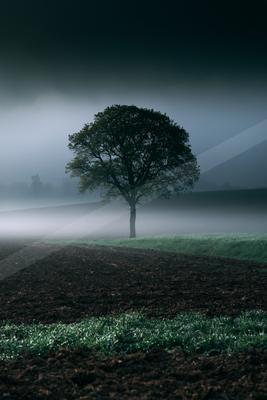 A night nature scene of trees, fog.