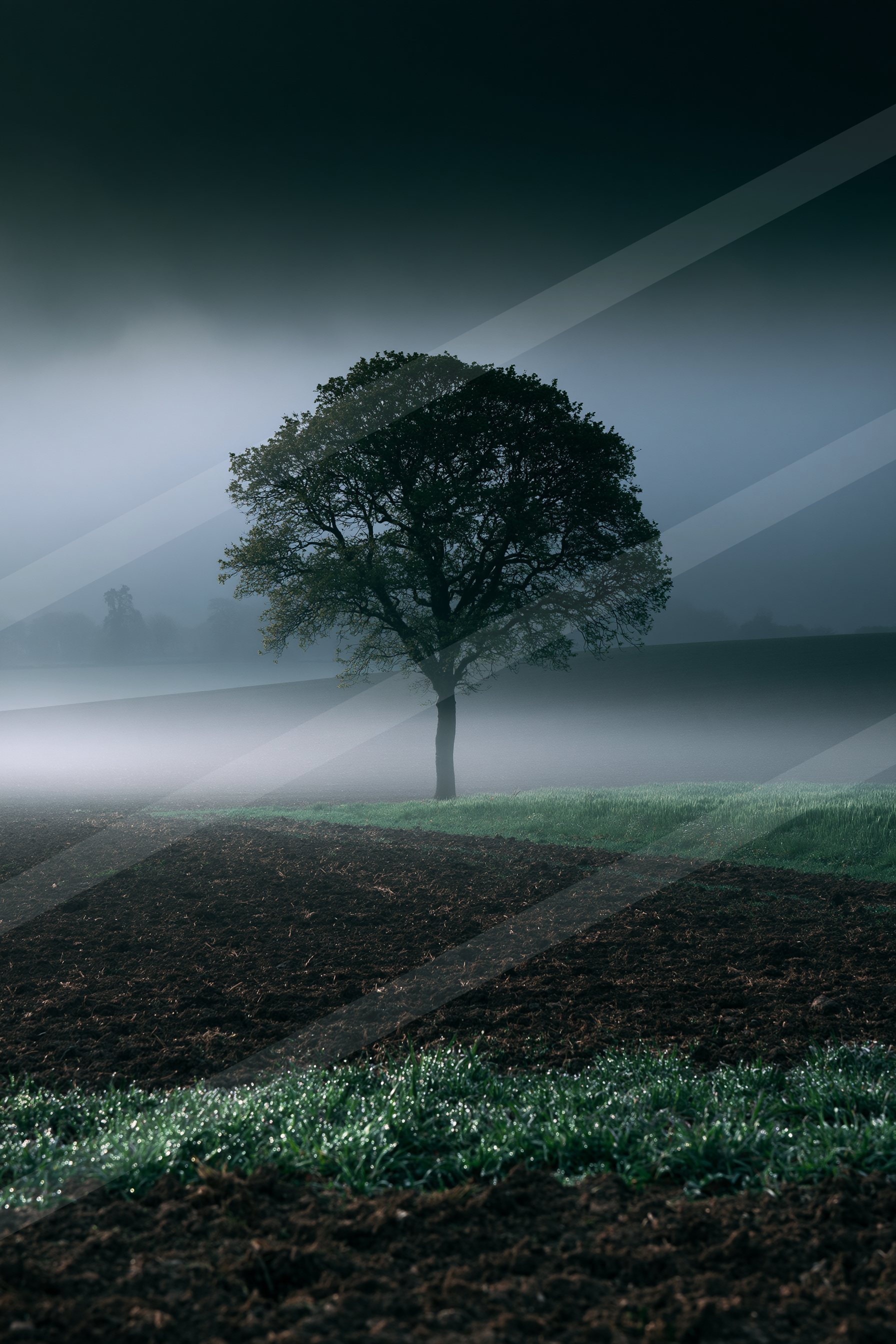 A mysterious high contrast nature scene of an oak tree, fog.