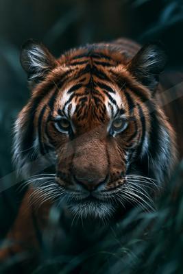 A moody wildlife photo of wildlife.