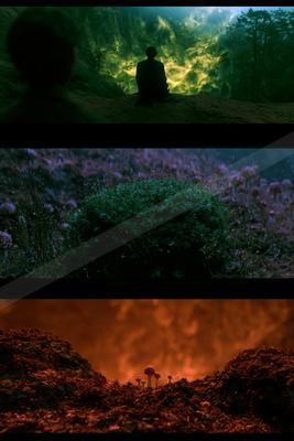 A moody nature scene of plants, forest, trees.