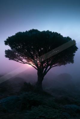 A moody nature scene of trees.