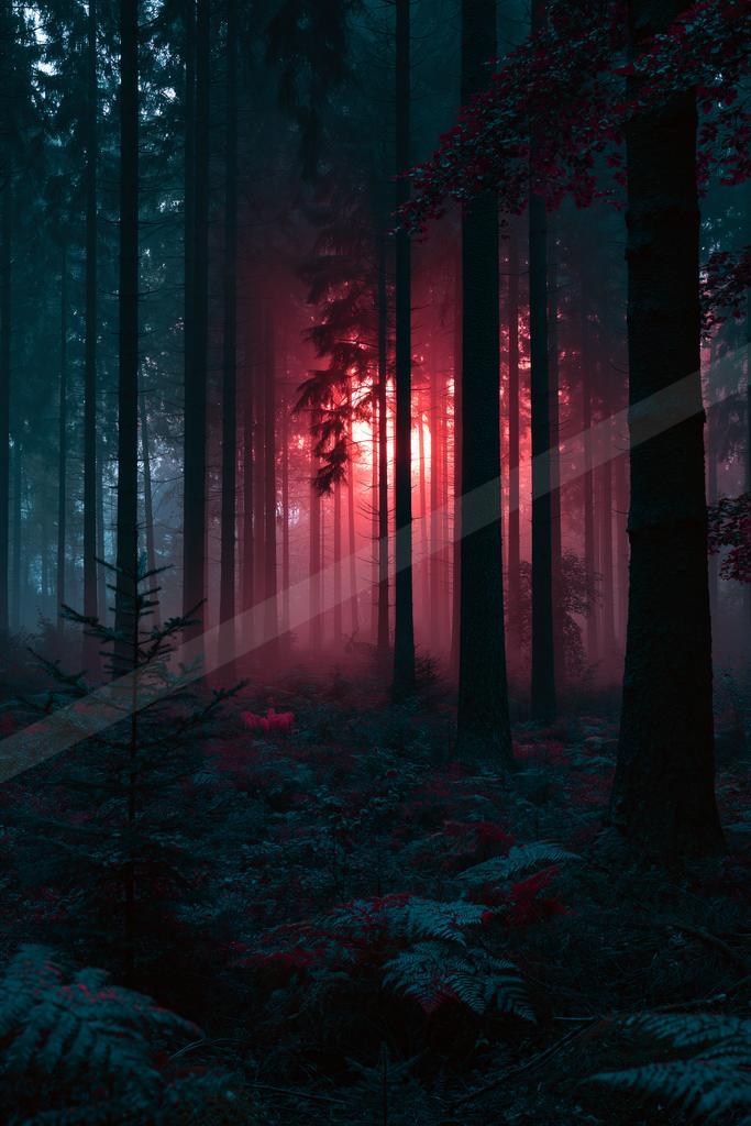 A night nature scene of forest, fog.