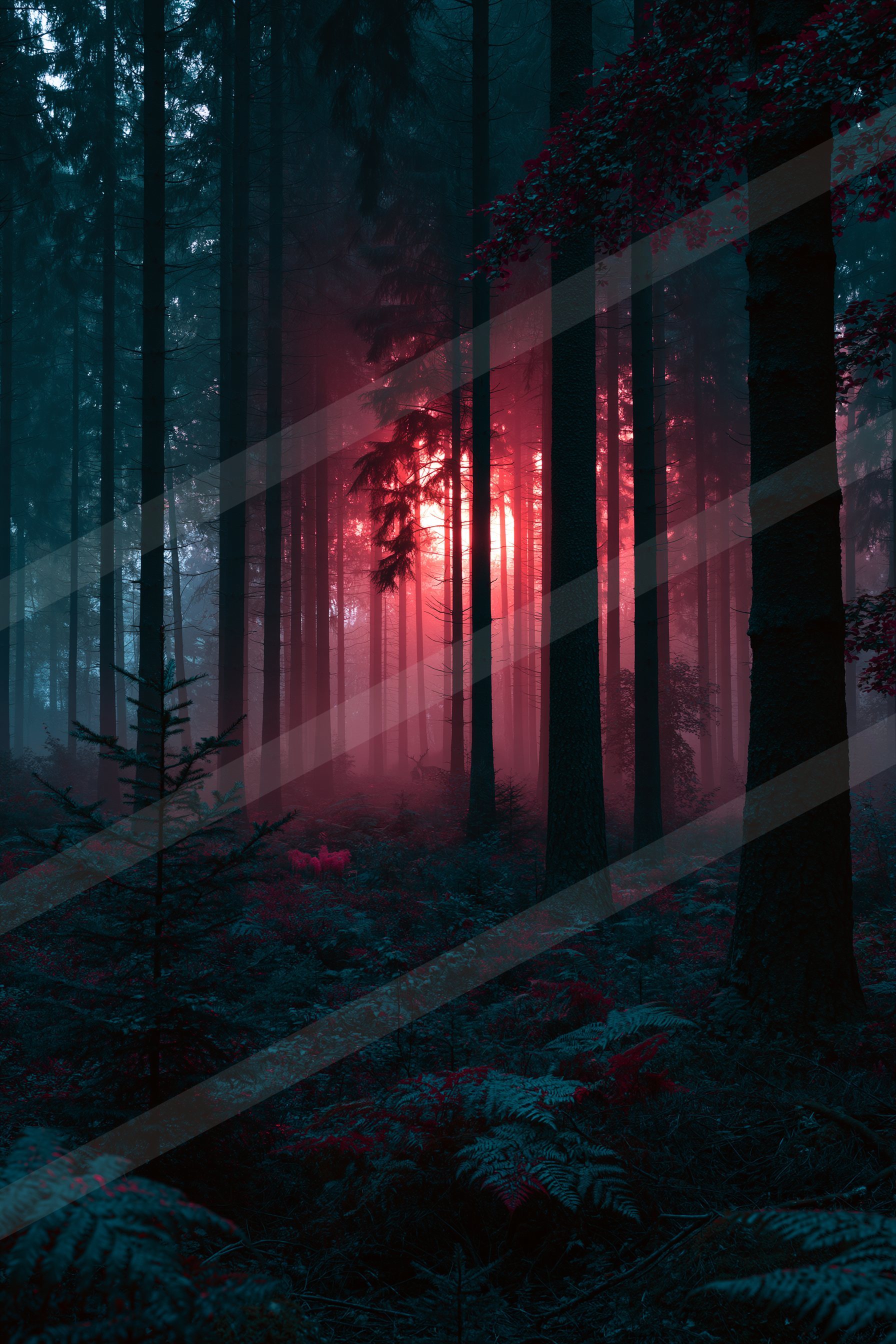 A mysterious high contrast nature scene of a forest, fog.