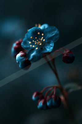A blue hour nature scene of flowers.