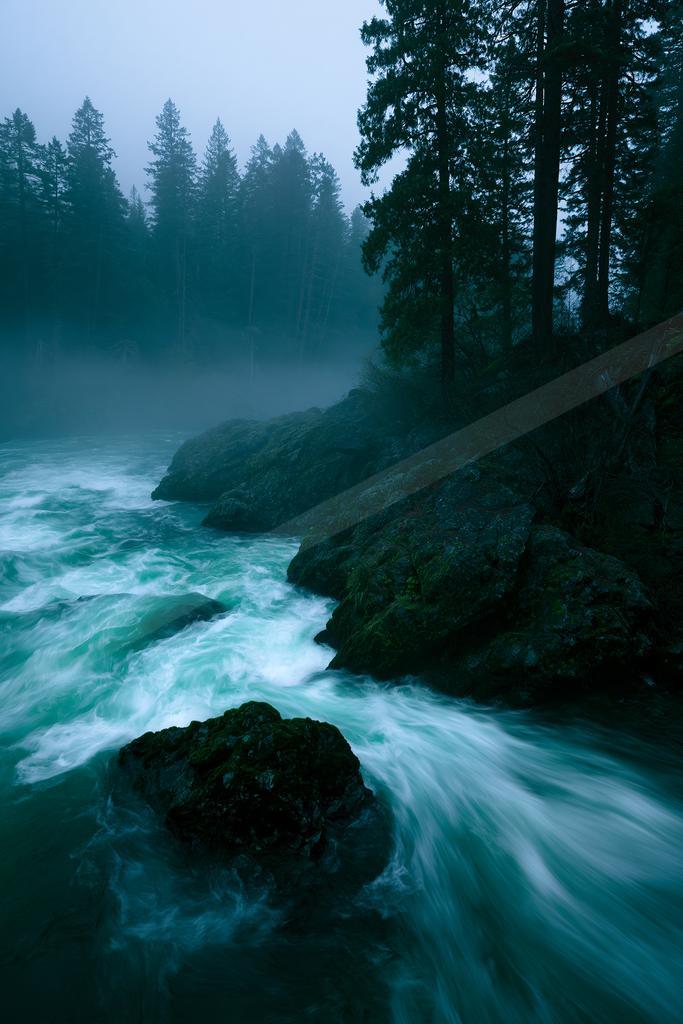 A fast-flowing turquoise river with white water rapids rushes past dark mossy rocks through a dense coniferous forest shrouded in thick fog.