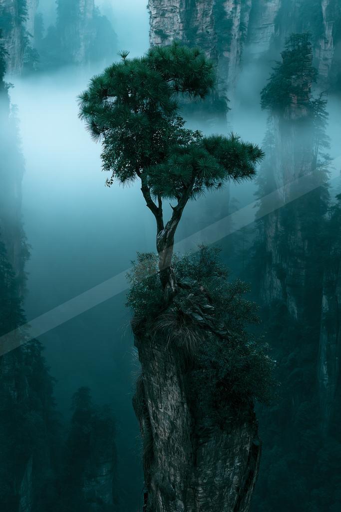 An ethereal double exposure nature scene of a pine tree, fog.