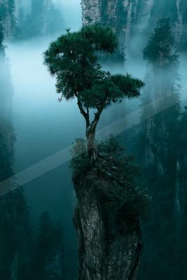 A serene nature scene of trees, forest, lake.