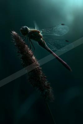A moody macro wildlife photo of wildlife.