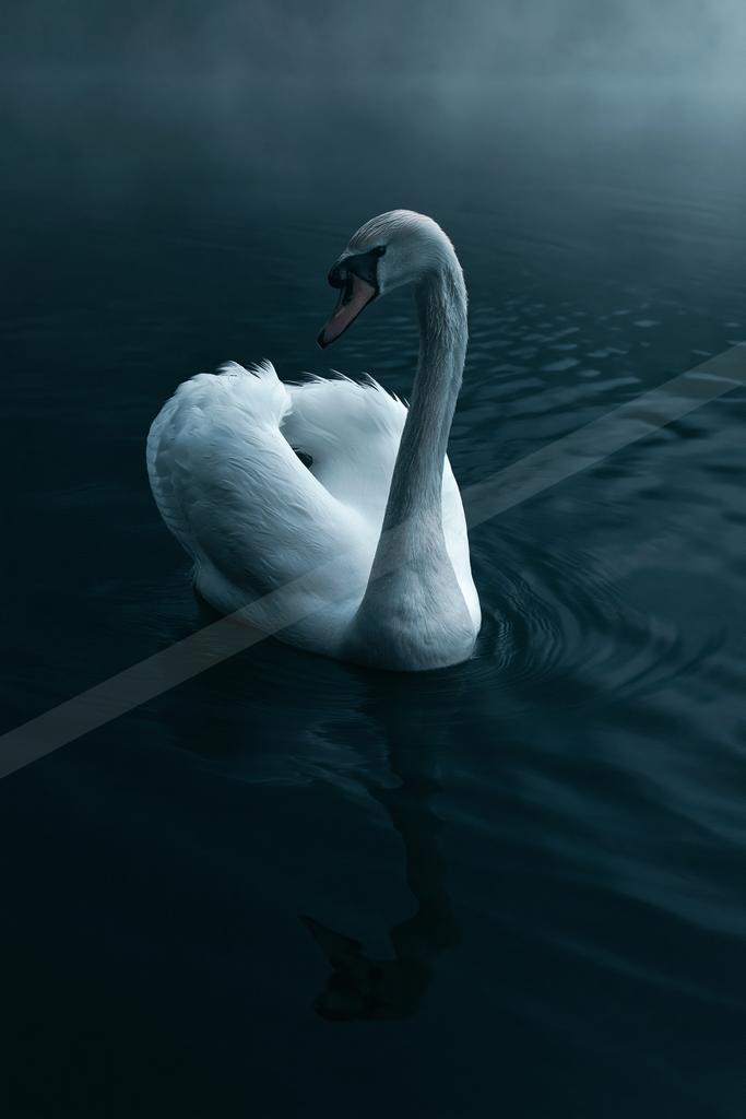 A moody wildlife photo of bird, wildlife.