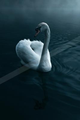 A moody wildlife photo of bird, wildlife.
