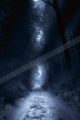 A moody nature scene of forest.